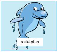 a dolphin