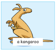 a kangaroo